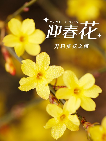 追花指南第二期！京城三月里最撩人的玉蘭觀賞地