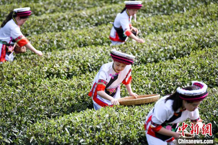 白族村民在茶園采摘?！钊A峰 攝