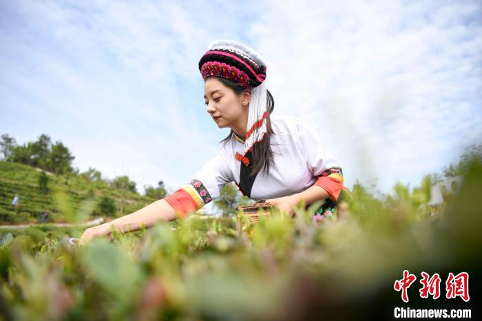 白族村民身著民族服飾采摘白茶。　楊華峰 攝