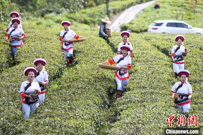 白族村民走進(jìn)茶園采摘?！钊A峰 攝