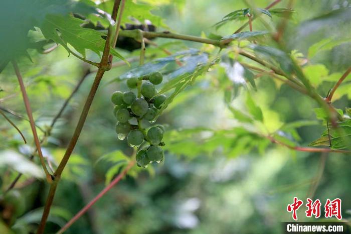 野生動(dòng)物在北京：如何筑牢生物多樣性“保護(hù)網(wǎng)”？