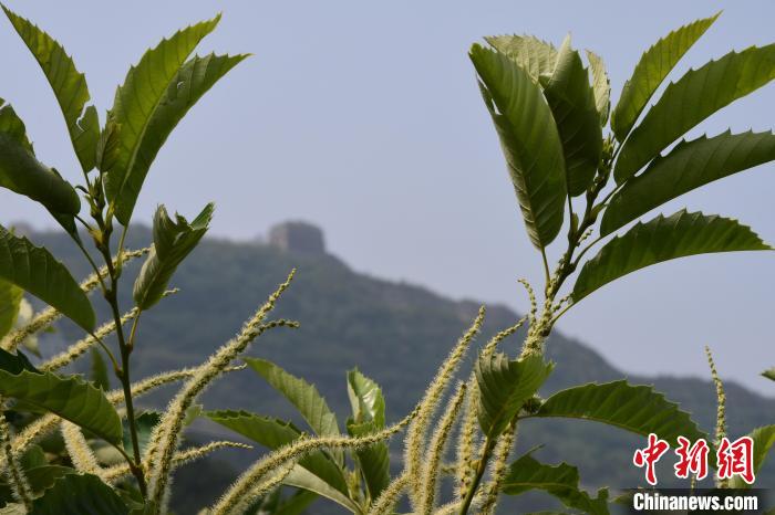 長城腳下，“栗”花盛開?！『略破?攝