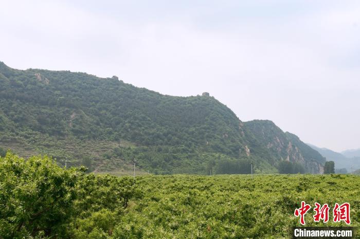 長城腳下萬畝栗花綻放，散發(fā)出淡淡清香?！『略破?攝