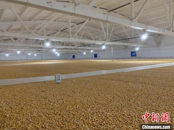 倉內(nèi)清涼干爽、遍地金黃，上千平方米的糧食盡收眼底?！⊥趸萘?攝