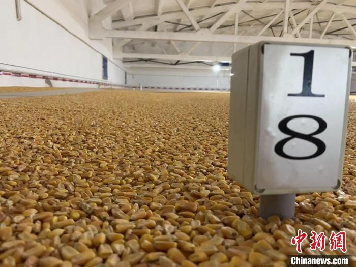 數(shù)千噸的小麥、玉米如同一塊塊被“切平”的巨型蛋糕“鑲嵌”在地面上?！⊥趸萘?攝