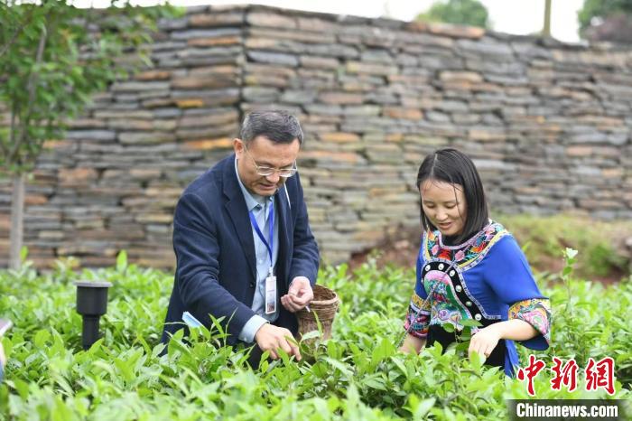 東盟國(guó)家媒體記者在辰龍關(guān)茶園采茶。　楊華峰 攝