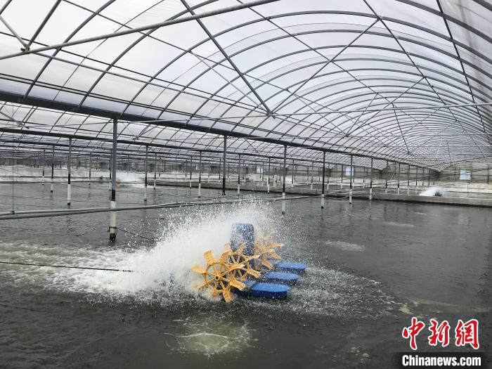 南美白對(duì)蝦養(yǎng)殖基地?！∠笊轿r蟹科技小院供圖