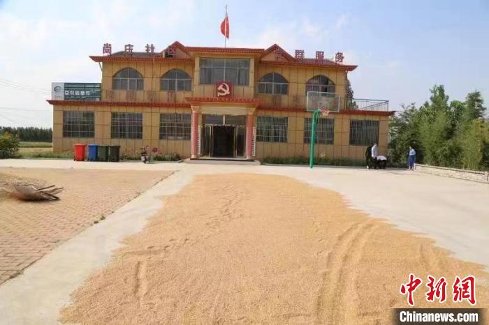 農(nóng)民在邳莊鎮(zhèn)尚莊村黨群服務(wù)中心大院里曬糧。　賈萌 攝