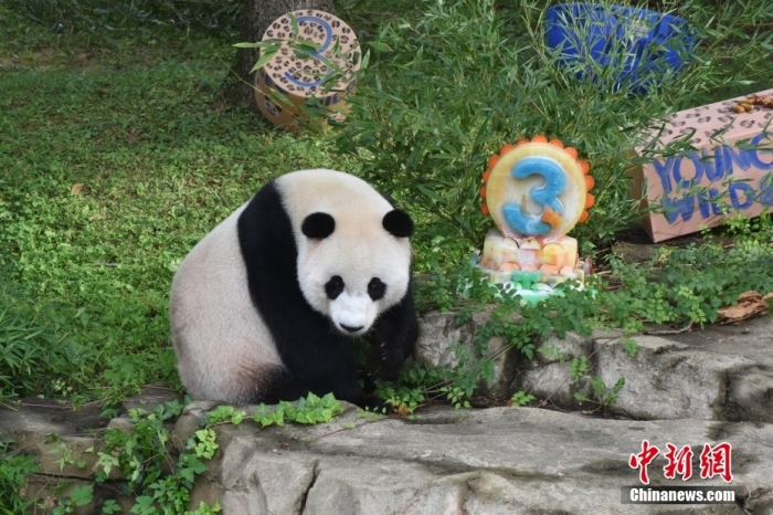 當(dāng)?shù)貢r(shí)間8月21日，旅美大熊貓幼崽“小奇跡”迎來(lái)3周歲生日。華盛頓國(guó)家動(dòng)物園給“小奇跡”舉辦了“生日派對(duì)”，眾多游客前來(lái)給“小奇跡”慶生。<a target='_blank' href='/'><p  align=