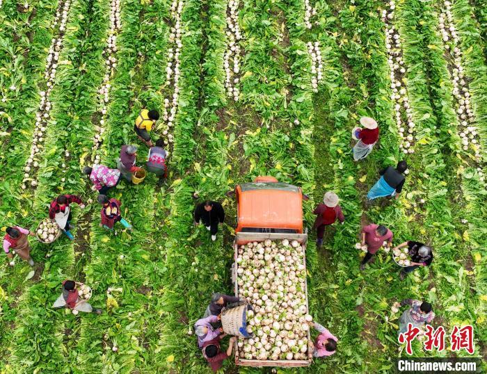資料圖：村民在采收白蘿卜。劉永紅 攝