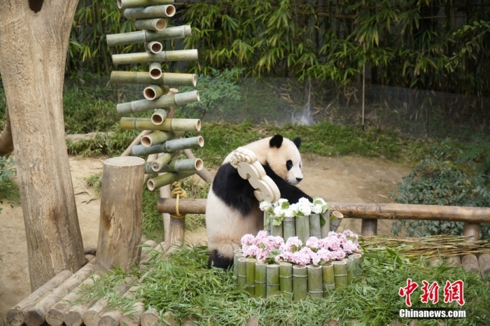 資料圖：旅韓大熊貓“福寶”。<a target='_blank' href='/'><p  align=