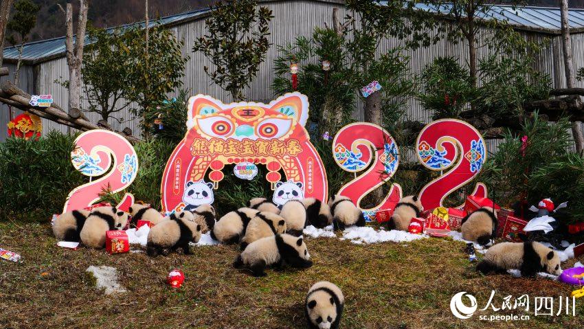 熊貓寶寶賀新春、迎冬奧。李傳有攝