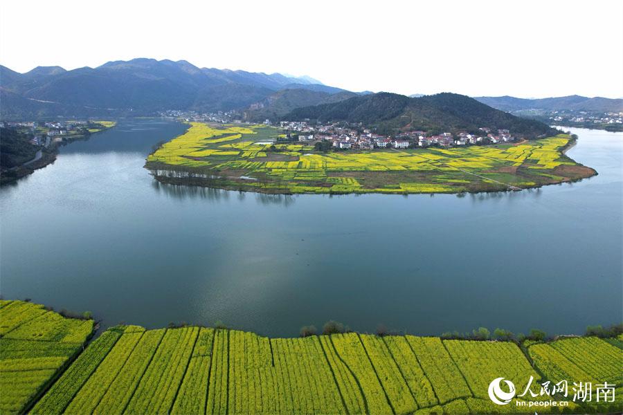 春江水暖，油菜花開。人民網(wǎng) 李芳森攝