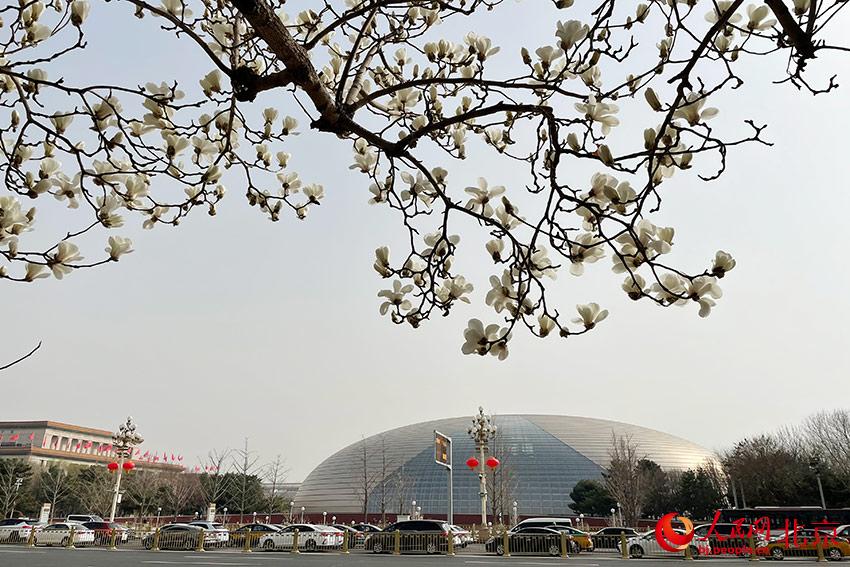 長(zhǎng)安街畔玉蘭綻放。人民網(wǎng) 尹星云攝