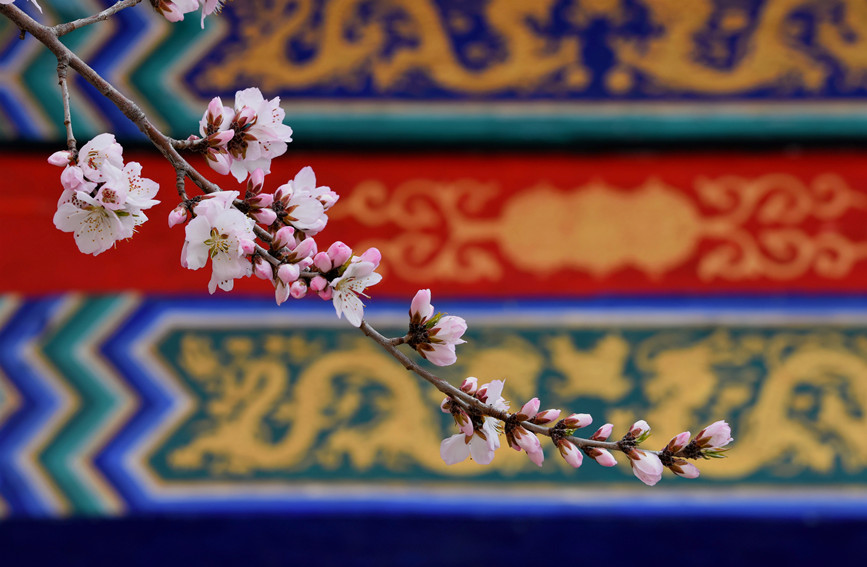 “云”賞桃花相映紅。紅橋區(qū)委宣傳部供圖