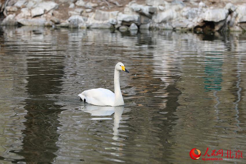 北京動物園水禽湖上，水鳥游弋其中，傳遞春的消息。人民網(wǎng) 尹星云攝