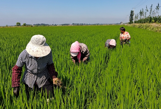 7月15日，農(nóng)民在河北省玉田縣石臼窩鎮(zhèn)王家樓村稻田勞作。 張仁杰攝