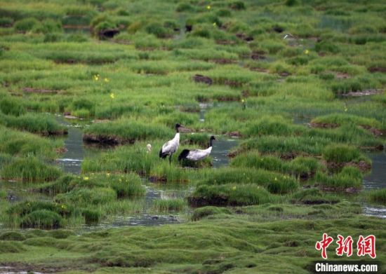 圖為祁連山國家公園青海片區(qū)內(nèi)的黑頸鶴。　祁連山國家公園青海省管理局供圖 攝