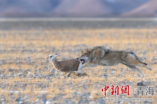 圖為獲獎作品。同海元供圖