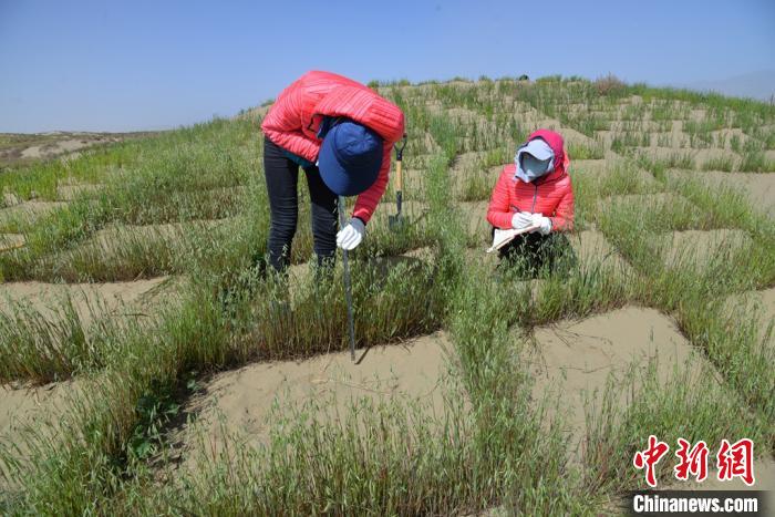 圖為工作人員在調(diào)查沙障技術(shù)成果。　張登山 攝