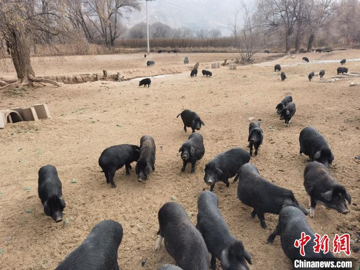 圖為藏香豬?！∑钤鲚?攝