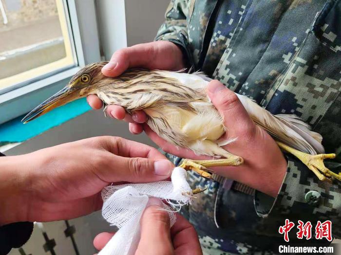高原武警救助國家一級重點(diǎn)保護(hù)動(dòng)物池鷺