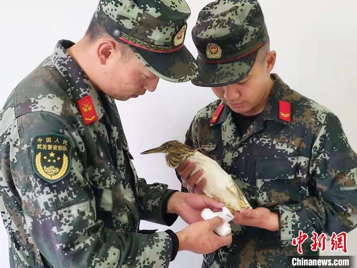 圖為武警官兵正在為國家一級重點保護動物池鷺包扎?！×鴿商?攝