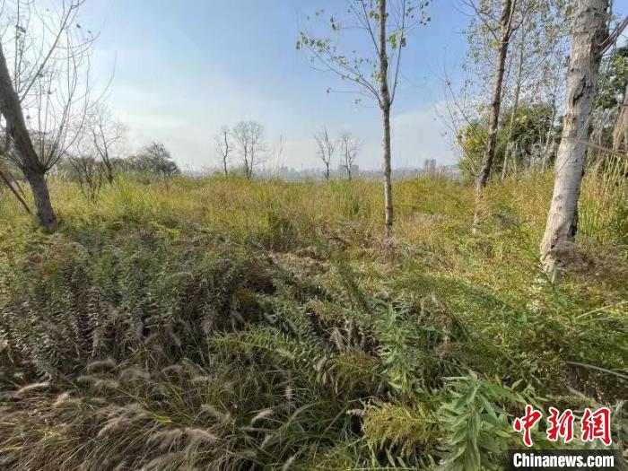 發(fā)現(xiàn)的加拿大一枝黃花?！畈?攝