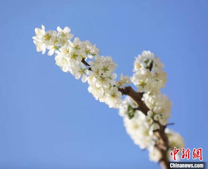 李花盛開(kāi)?！『吻搴?攝