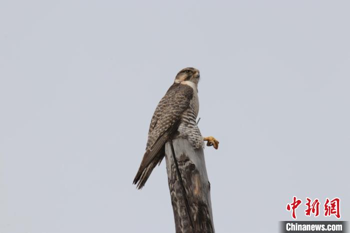 青?，斂珊訃?guó)家濕地公園鳥類監(jiān)測(cè)達(dá)44種