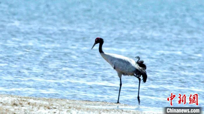 圖為黑頸鶴在青海湖畔散步?！《砣詹囟?攝