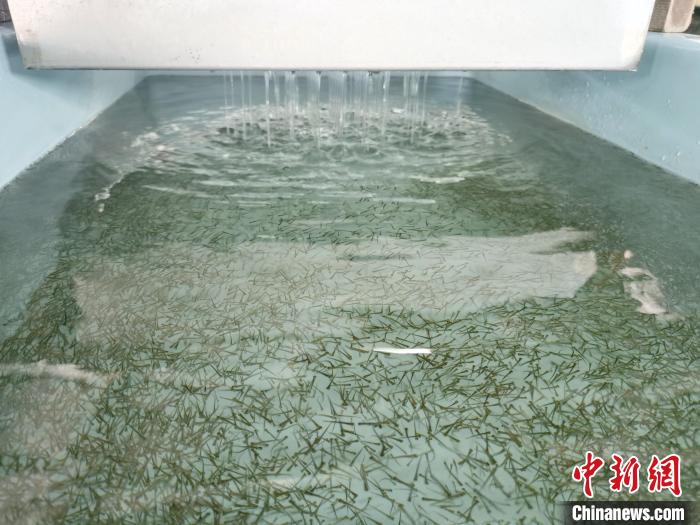 圖為正在育苗。　張?zhí)砀?攝