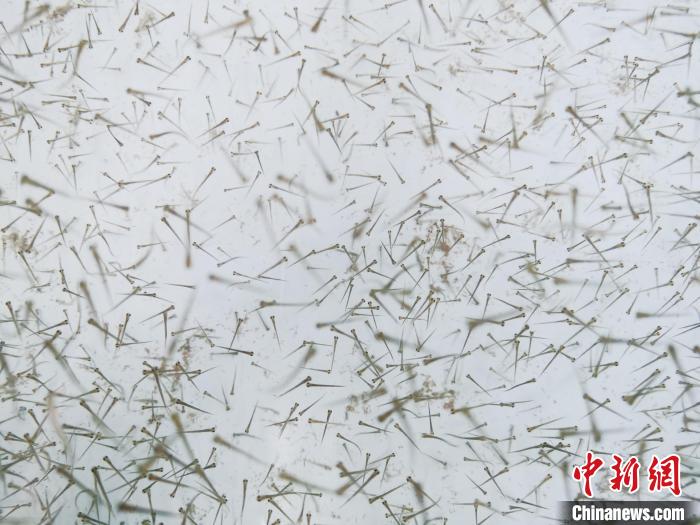 圖為魚苗?！?zhí)砀?攝