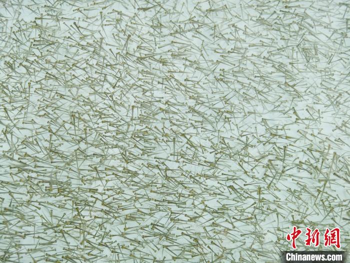 圖為密集培育的魚苗。　張?zhí)砀?攝