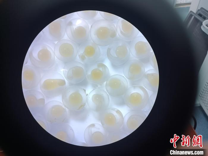 圖為顯微鏡下的魚卵。　青海湖裸鯉救護(hù)中心 供圖