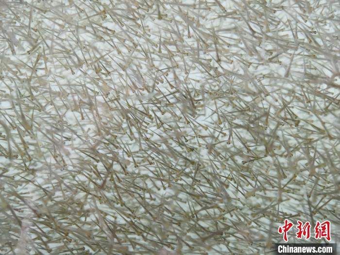 圖為密集分布的魚苗?！?zhí)砀?攝