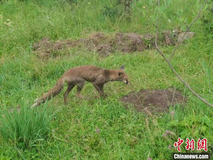 青?；ブ骄戎鷩?guó)家二級(jí)保護(hù)野生動(dòng)物赤狐