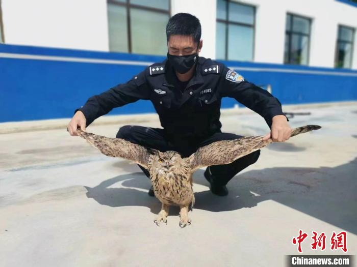 青?；ブ衤?lián)手救助國家二級保護野生動物雕鸮