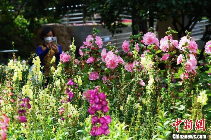 圖為市民在西寧園林植物園內(nèi)賞花拍照。　馬銘言 攝