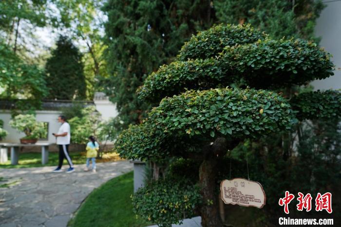 圖為在西寧園林植物園內(nèi)，造型奇特的盆景吸引市民?！●R銘言 攝