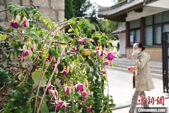 圖為市民在西寧園林植物園內(nèi)觀賞花卉?！●R銘言 攝