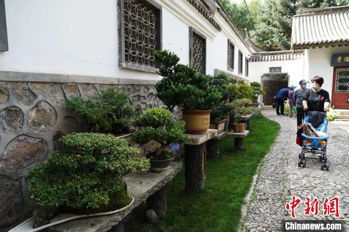 圖為市民在西寧園林植物園內(nèi)觀賞盆景?！●R銘言 攝