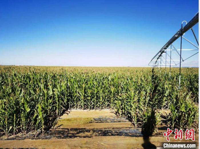 青?！凹Z改飼”項(xiàng)目收儲(chǔ)飼草44萬余噸