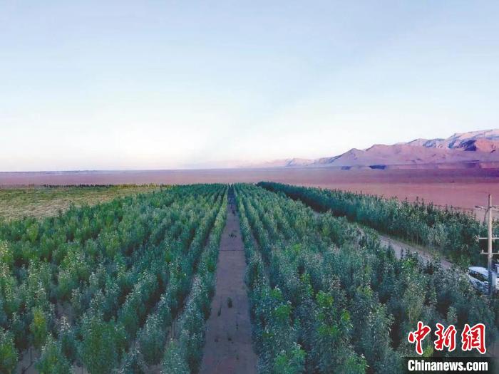 圖為格爾木境內(nèi)種植的綠樹?！「駹柲救诿襟w中心供圖