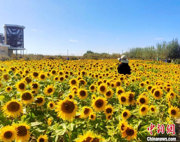 圖為格爾木境內(nèi)的向日葵花海?！「駹柲救诿襟w中心供圖