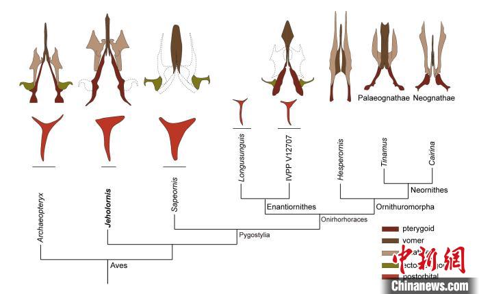 最原始鳥類“熱河鳥”最新研究：嗅覺更好、日行主導