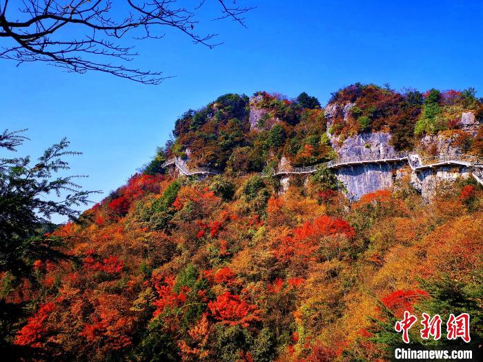 巴山大峽谷漫天紅葉?！埰?攝
