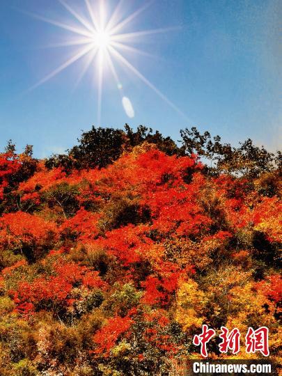 萬源市紅葉似火?！≈炱桨?攝