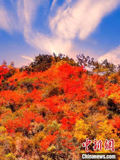 萬源深秋紅葉似火?！≈炱桨?　攝