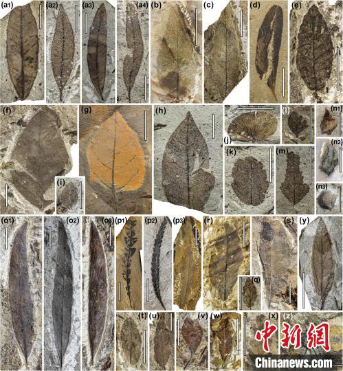 中始新世熱魯化石植物群(4500萬–4000萬年前)。　中科院青藏高原所 供圖
